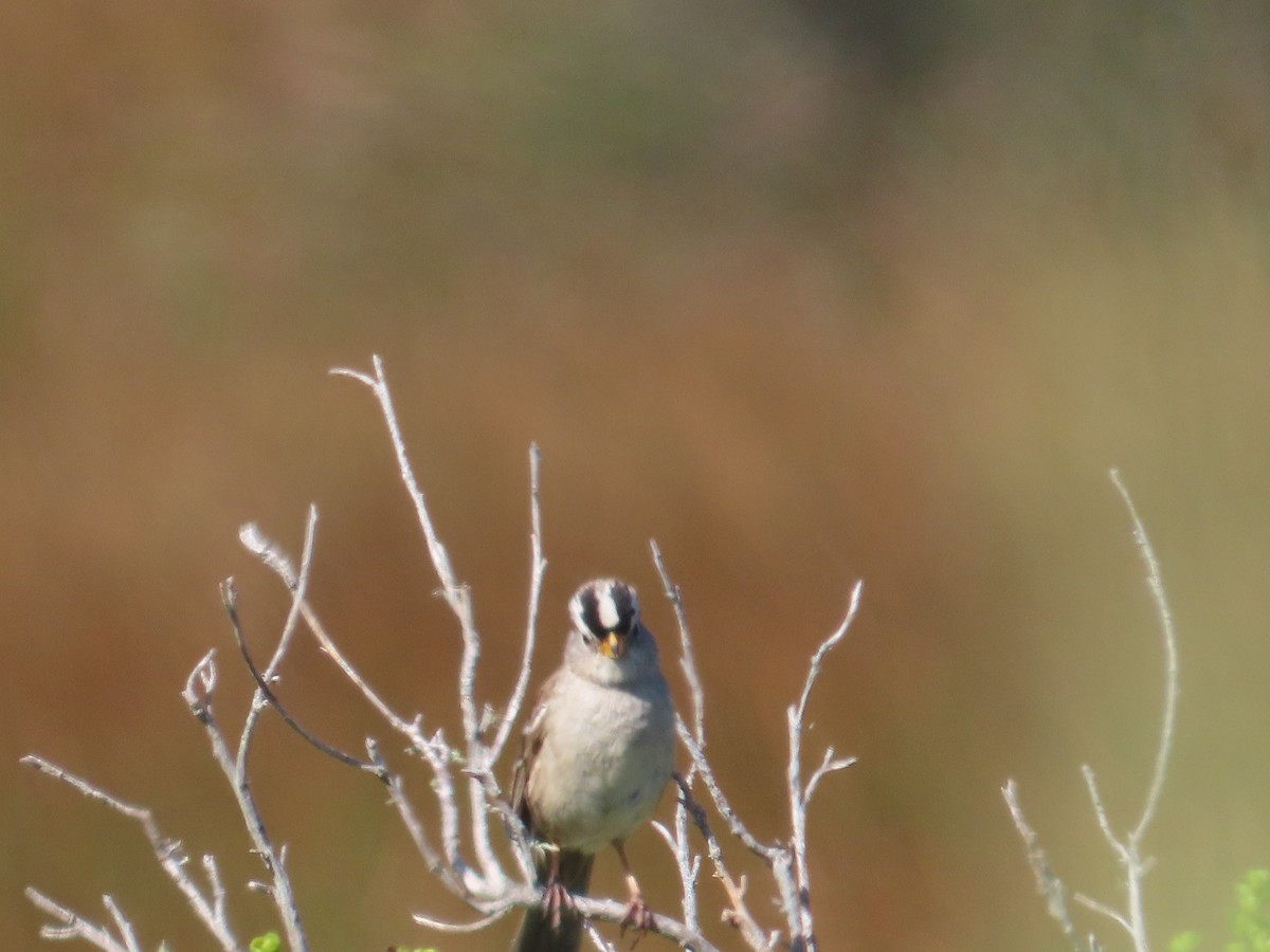 White-crowned Sparrow - ML620467771
