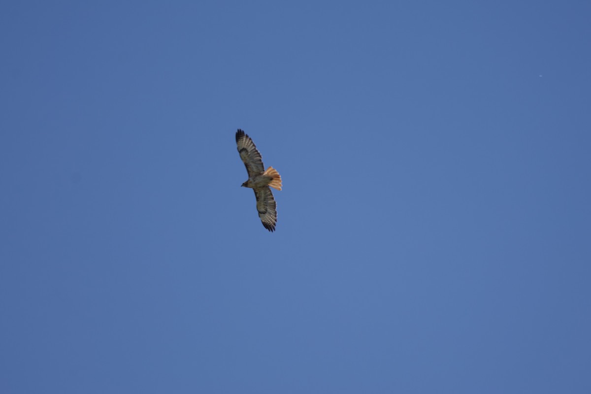 Red-tailed Hawk - ML620467778