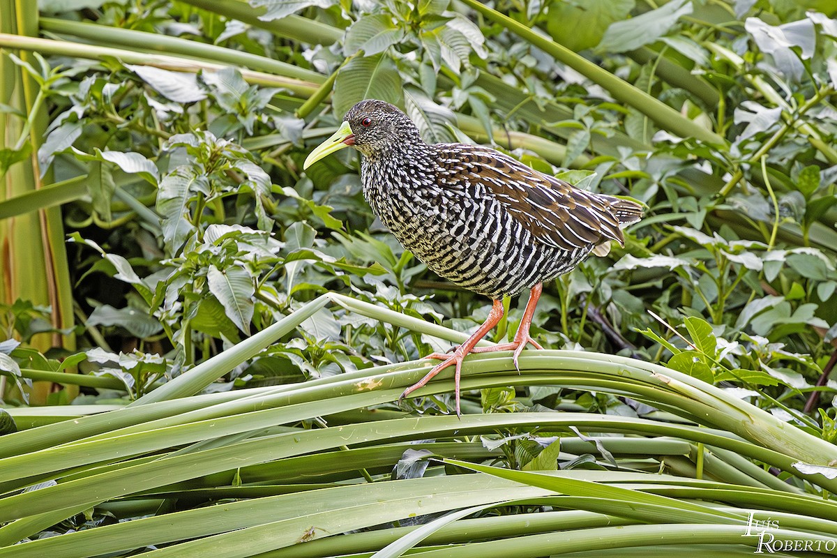 Spotted Rail - ML620467779