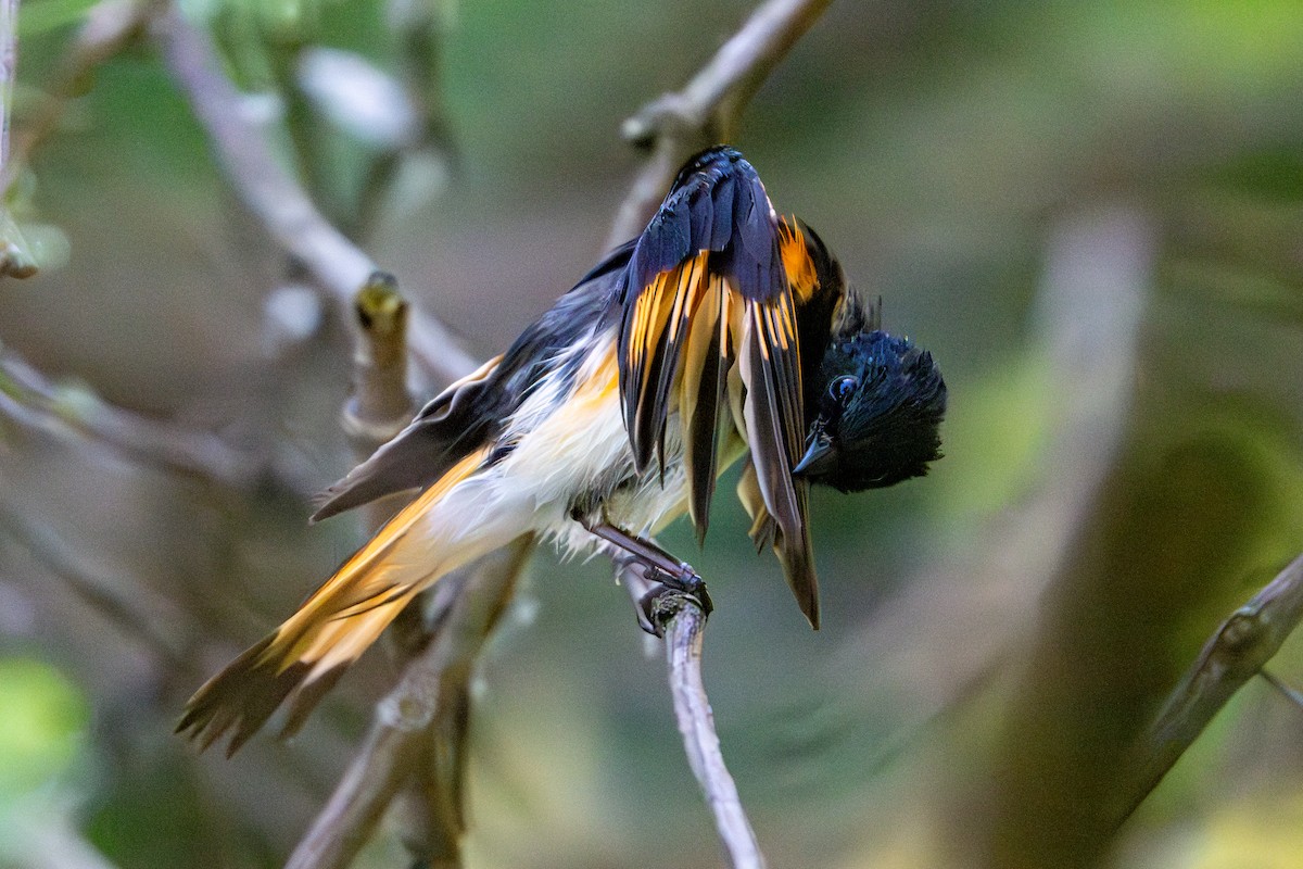 American Redstart - ML620467781