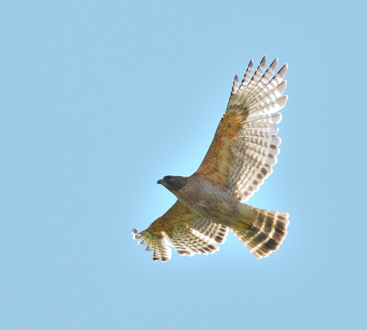 Red-shouldered Hawk - ML620467788