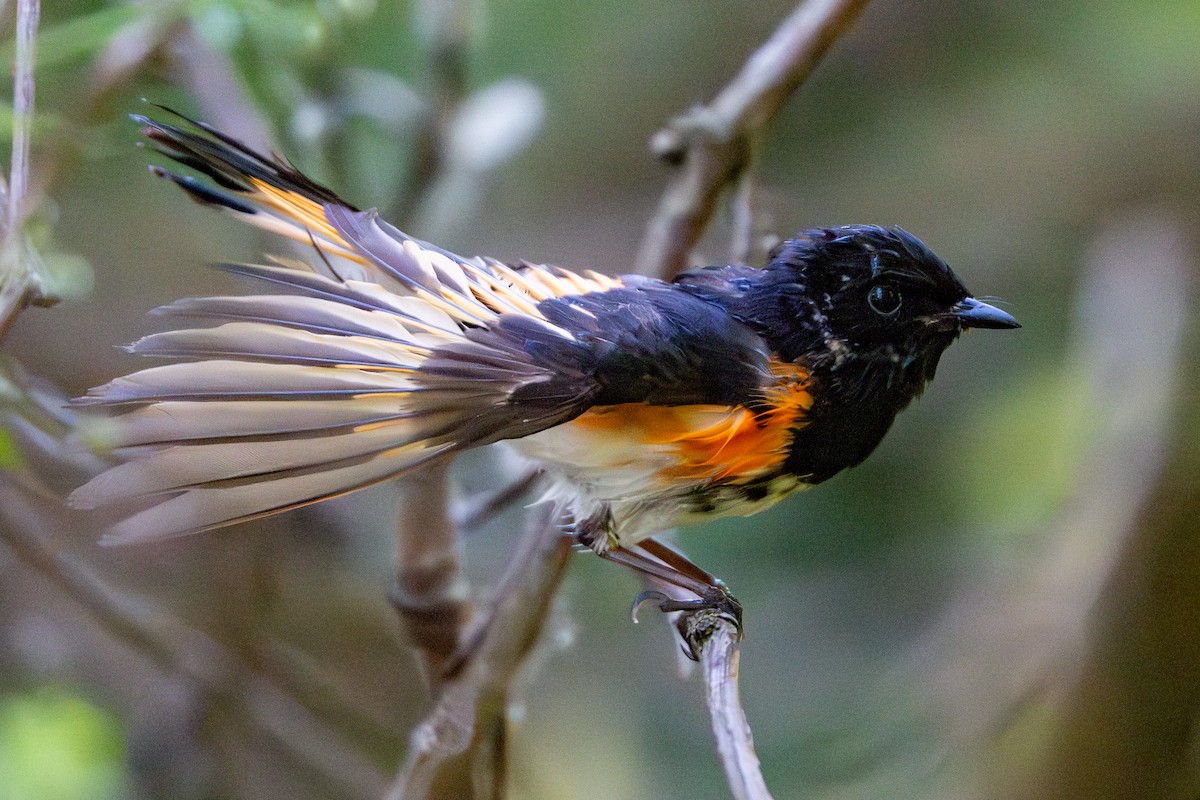 American Redstart - ML620467789