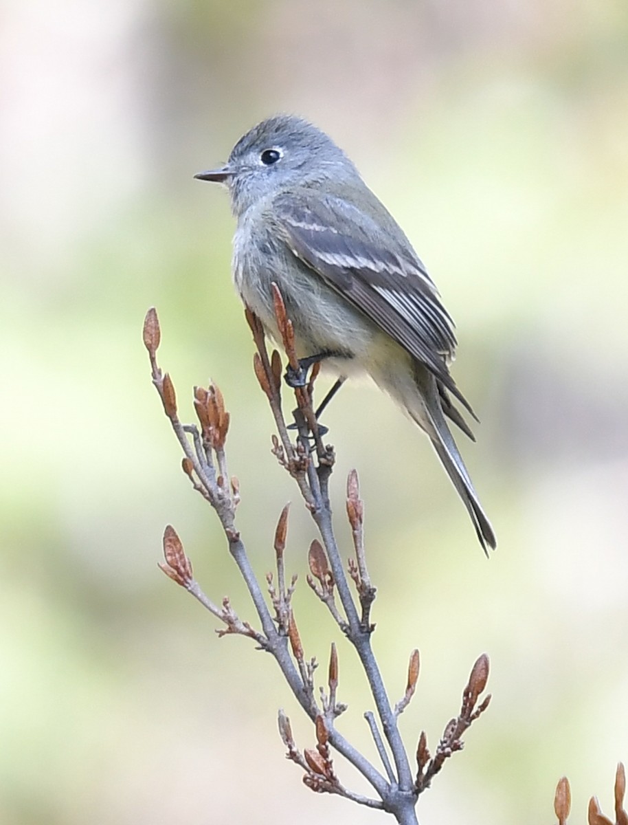 Hammond's Flycatcher - ML620467791