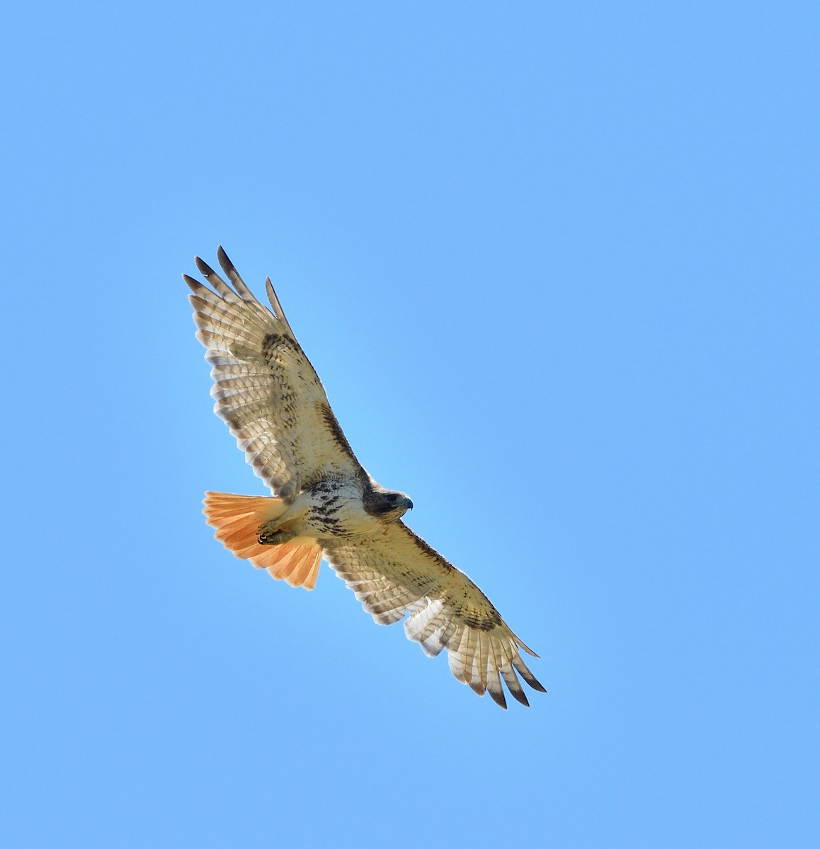 Red-tailed Hawk - ML620467794