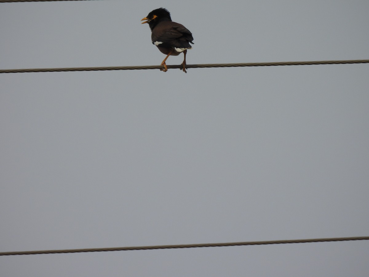 Common Myna - ML620467796