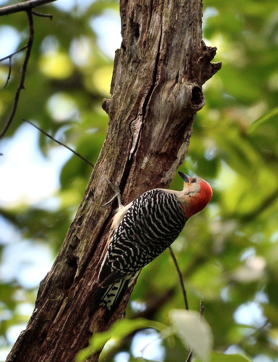 Red-bellied Woodpecker - ML620467797