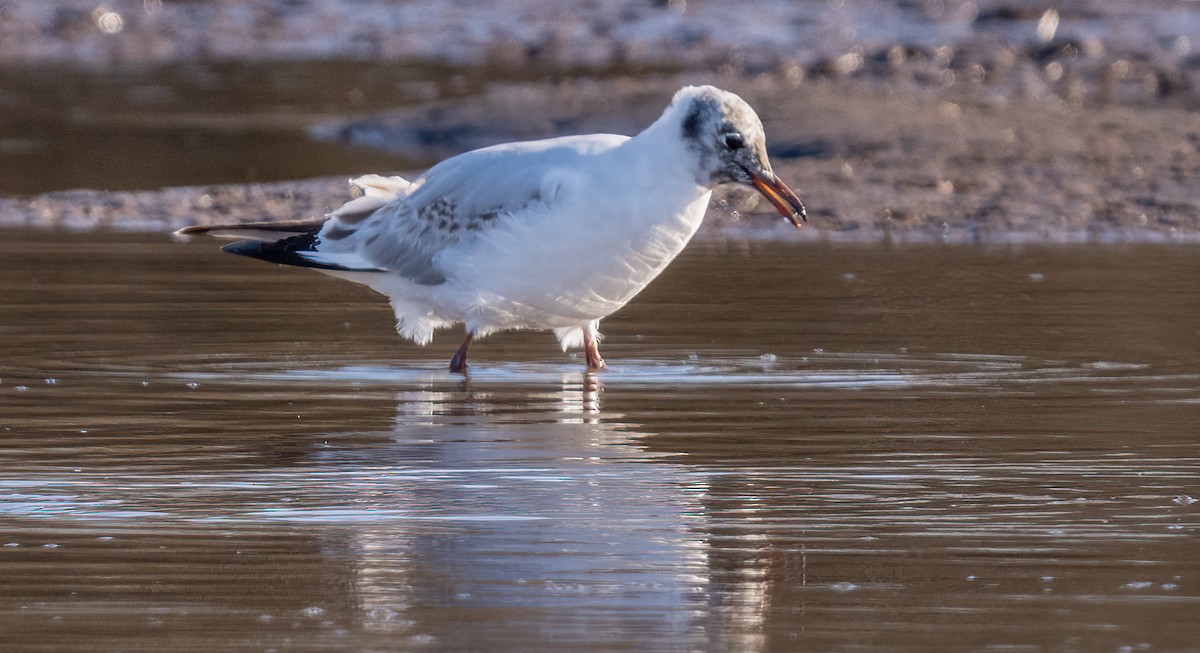 Black-headed Gull - ML620467801