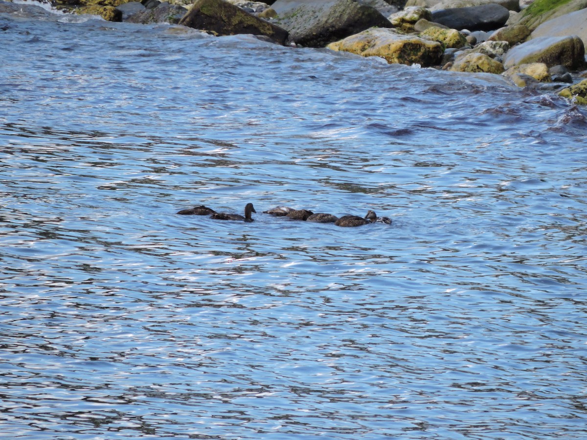 Common Eider - Luis Mendes