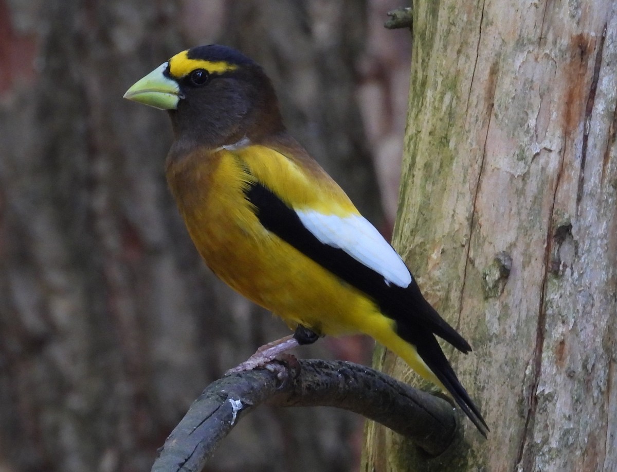 Evening Grosbeak - ML620467804