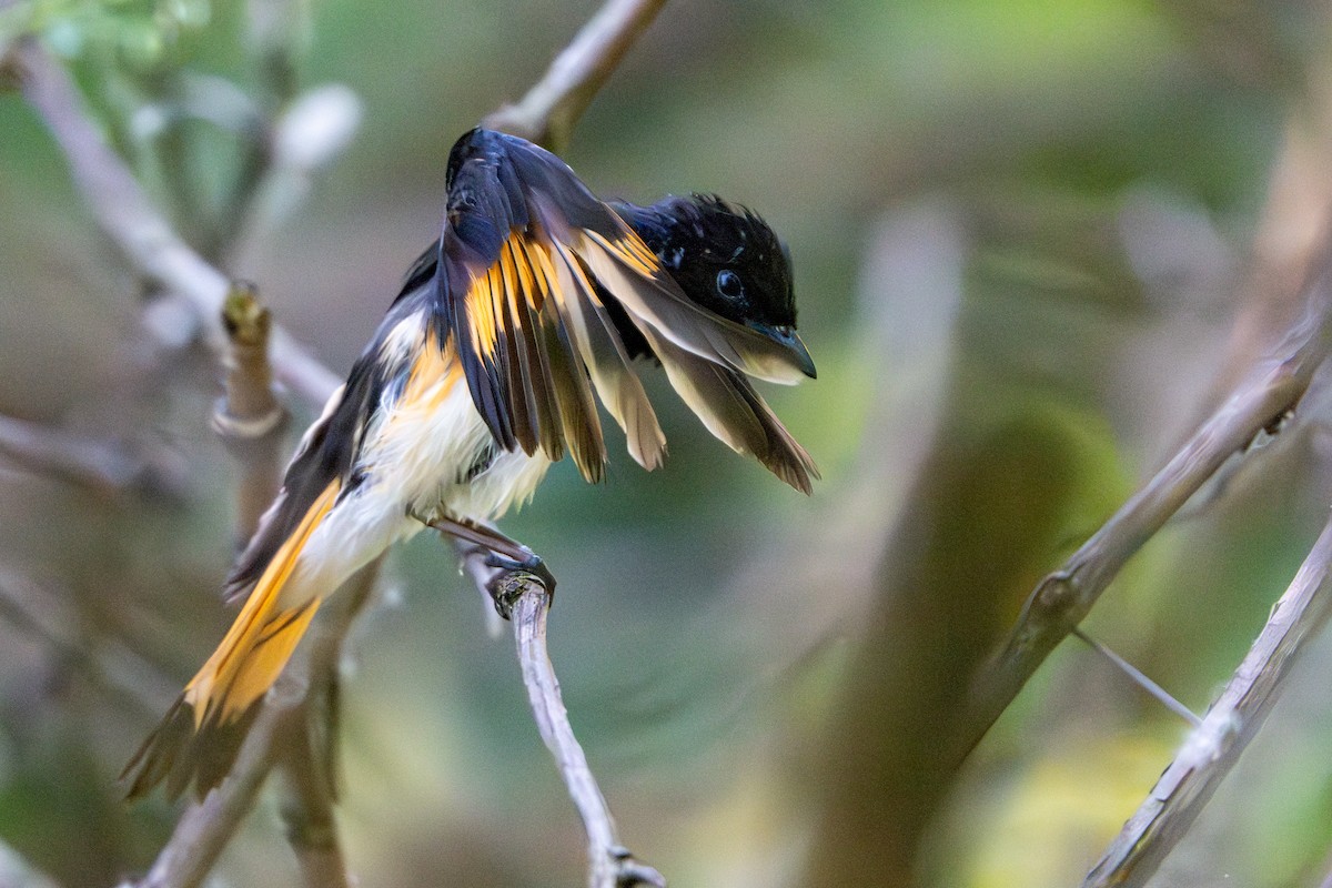 American Redstart - ML620467805