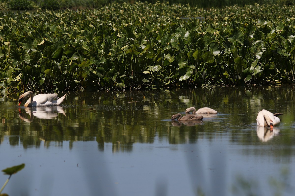 Cygne tuberculé - ML620467806