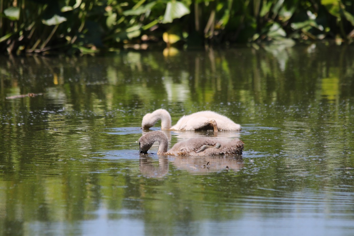 Cygne tuberculé - ML620467807