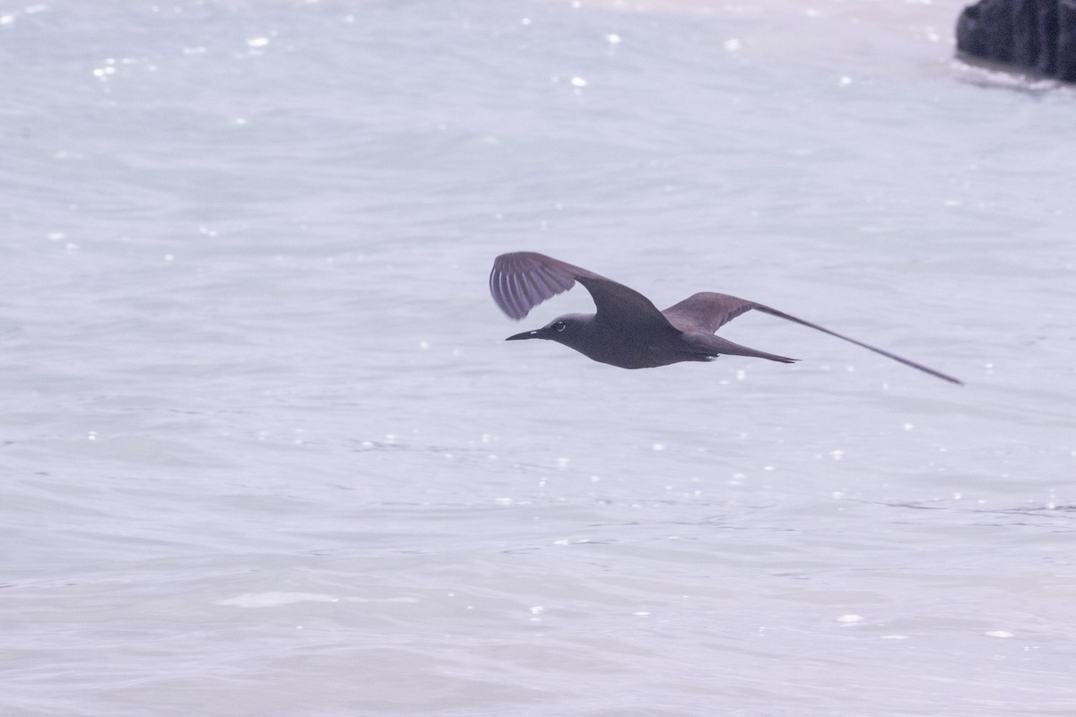 Brown Noddy - ML620467808