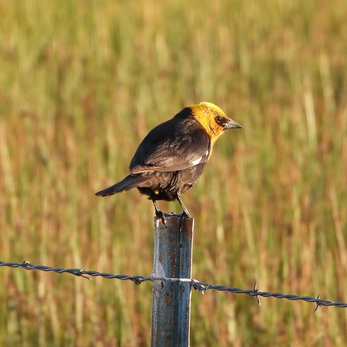 Yellow-headed Blackbird - ML620467809