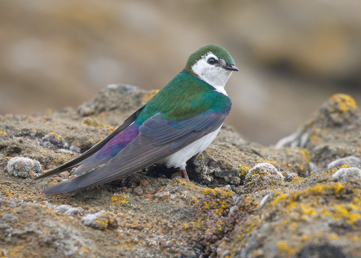 Violet-green Swallow - Darren Clark