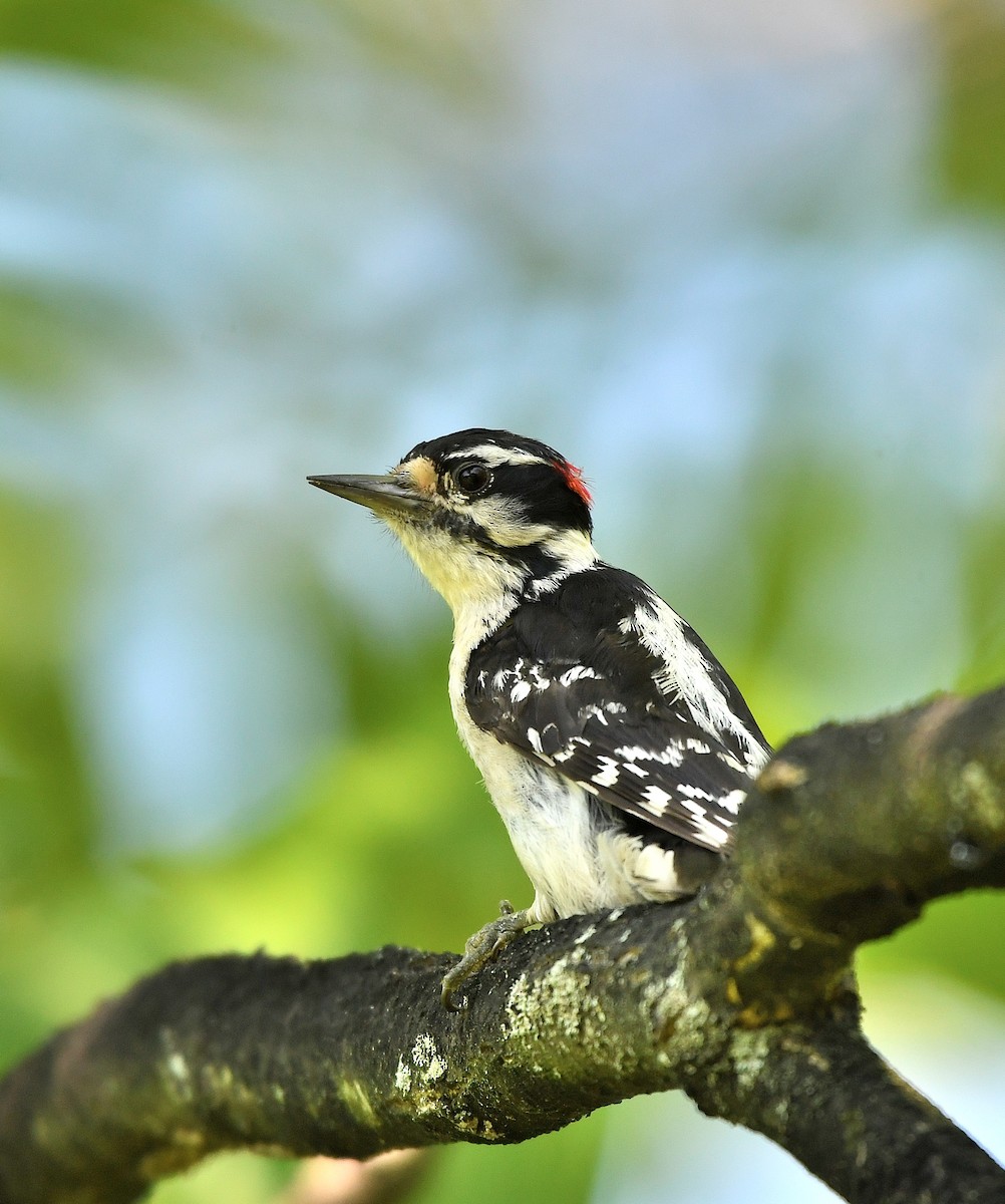 Downy Woodpecker - ML620467810