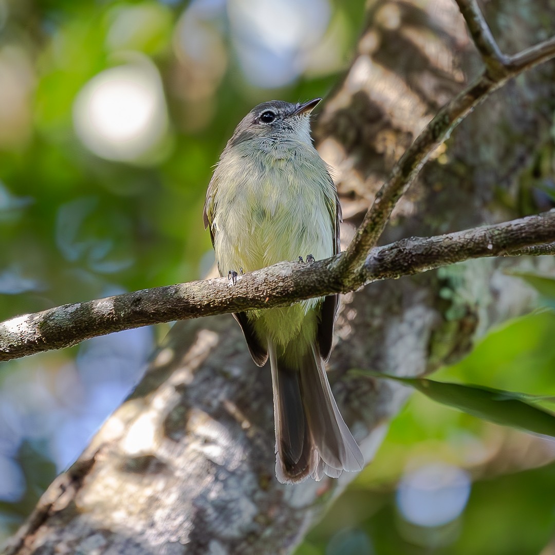 Greenish Elaenia - Paula Hermeto