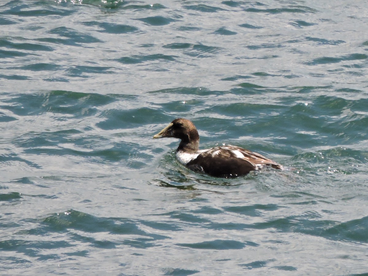 Common Eider - ML620467814