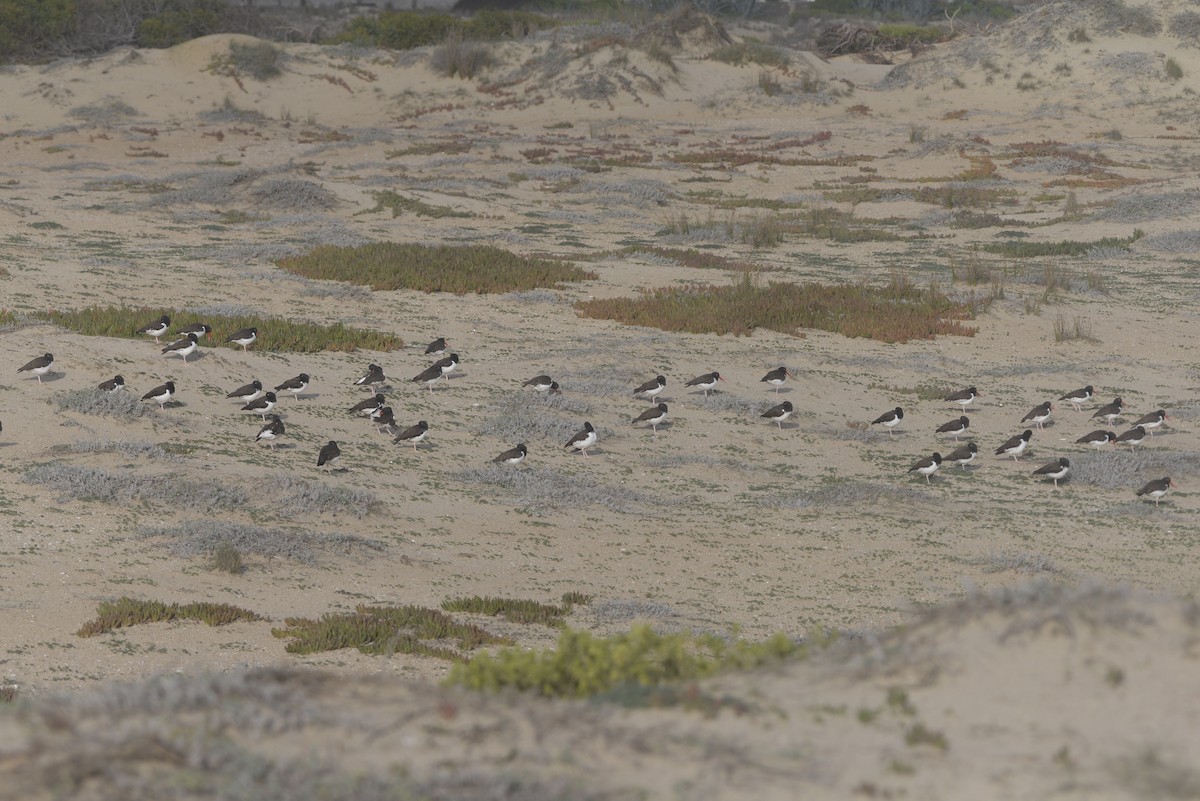 American Oystercatcher - ML620467815