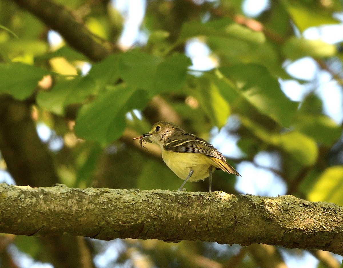 Weißaugenvireo - ML620467816