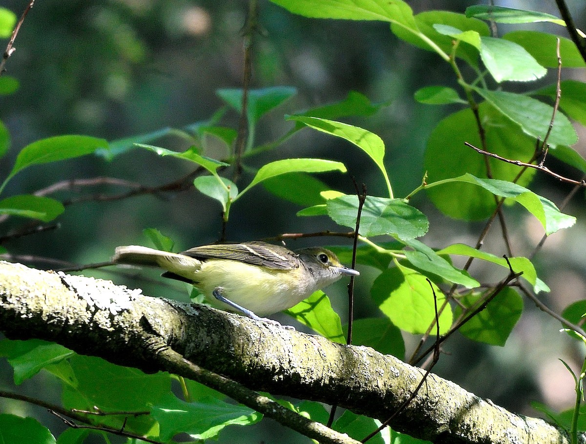 White-eyed Vireo - Jaime Thomas