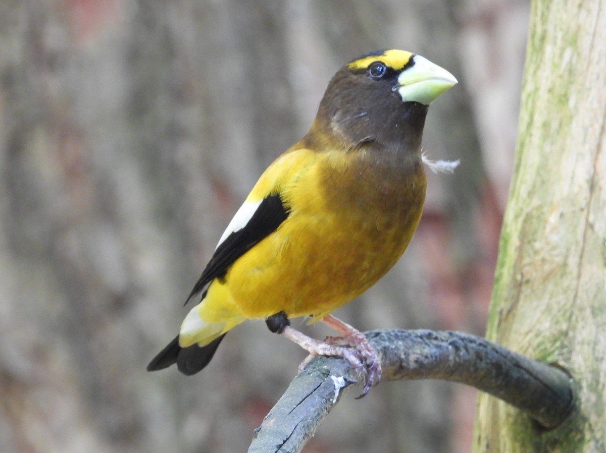 Evening Grosbeak - ML620467818