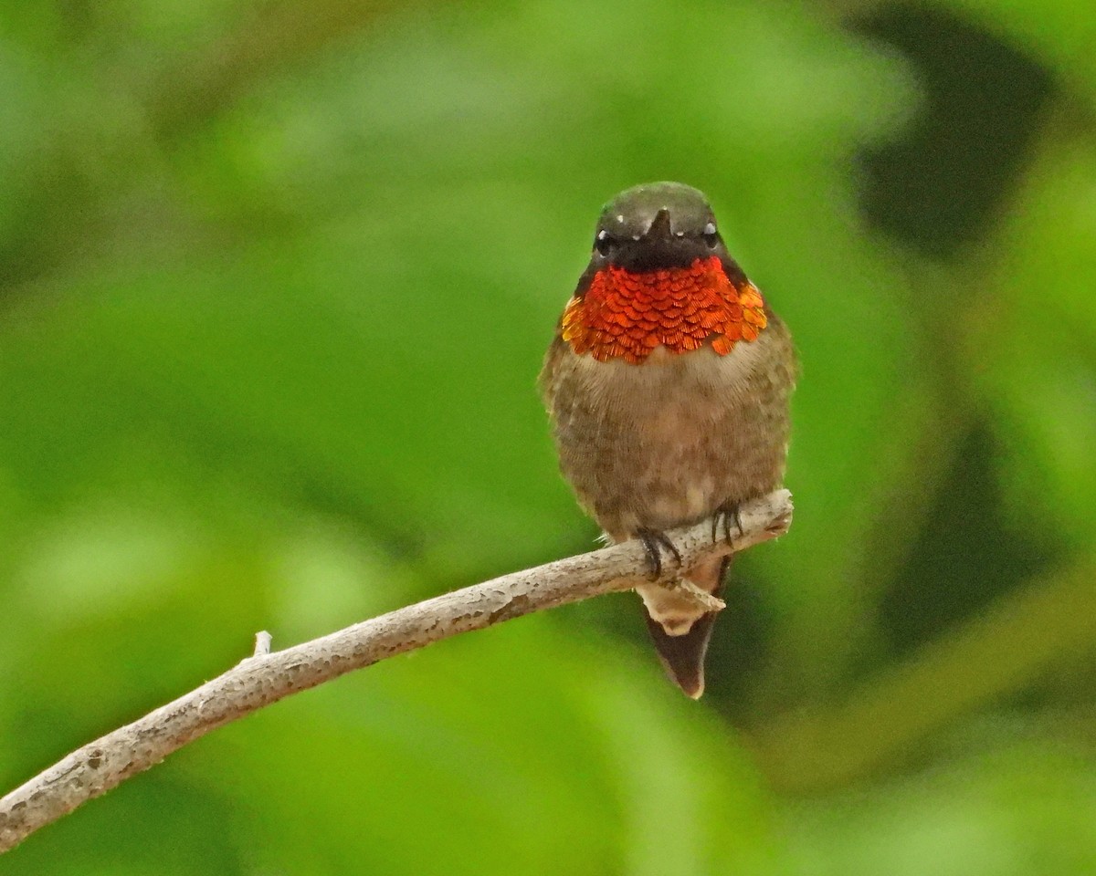 Ruby-throated Hummingbird - ML620467819