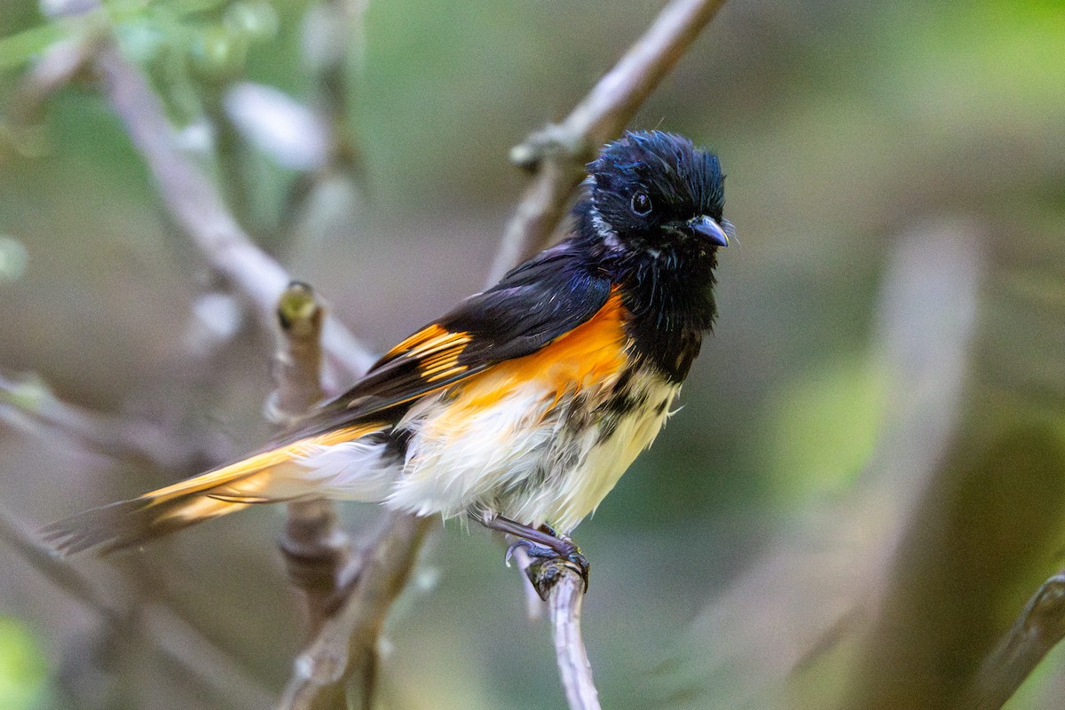 American Redstart - ML620467820