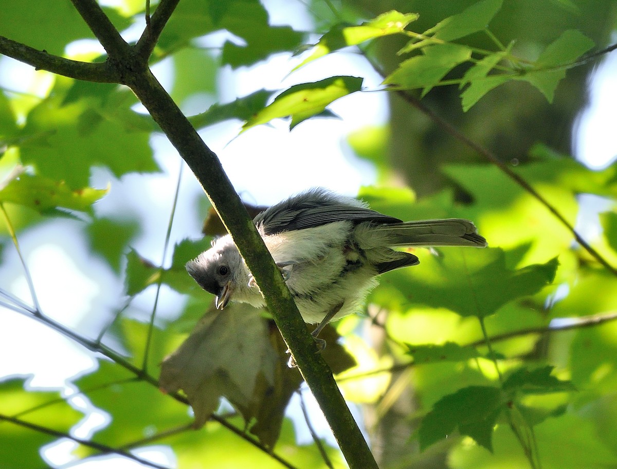 Mésange bicolore - ML620467821