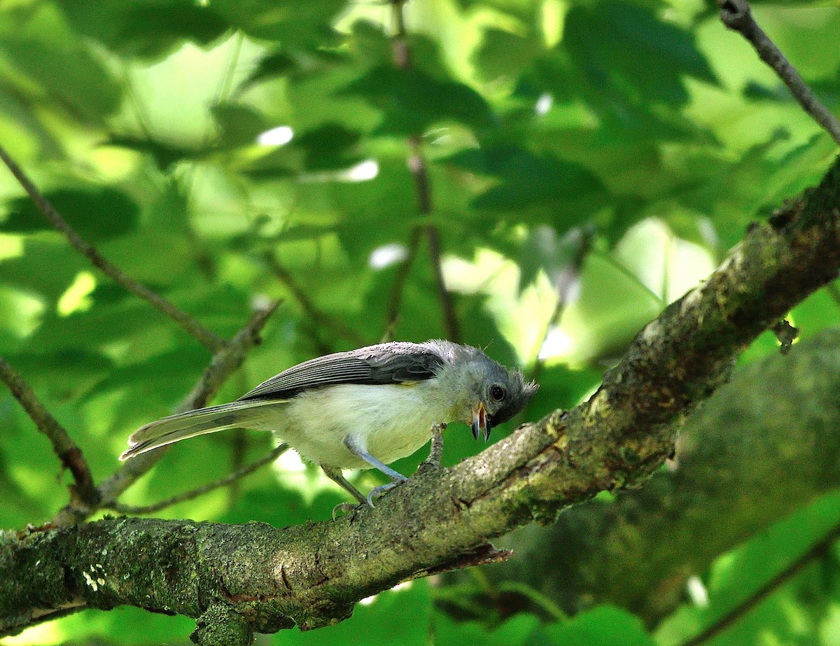 Tufted Titmouse - Jaime Thomas