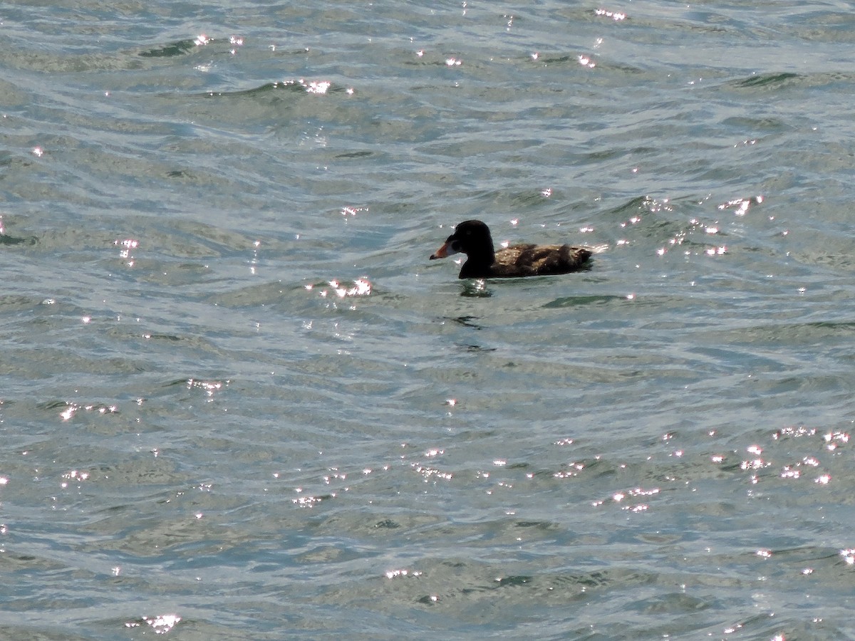 Surf Scoter - ML620467825