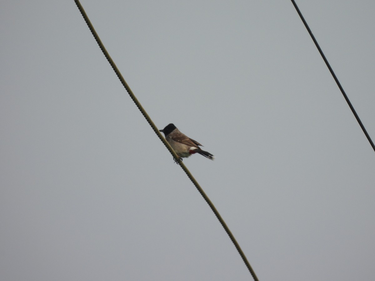 Red-vented Bulbul - ML620467827