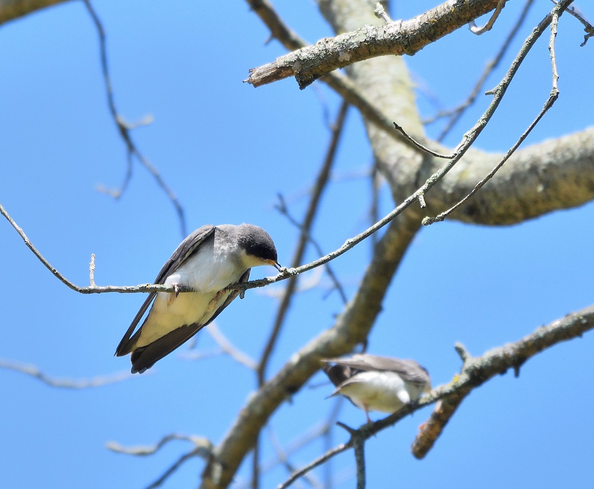 Tree Swallow - Jaime Thomas