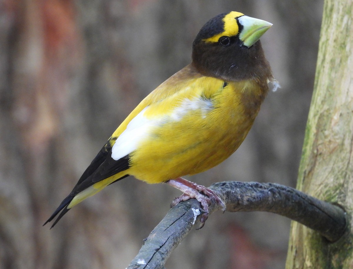 Evening Grosbeak - ML620467831