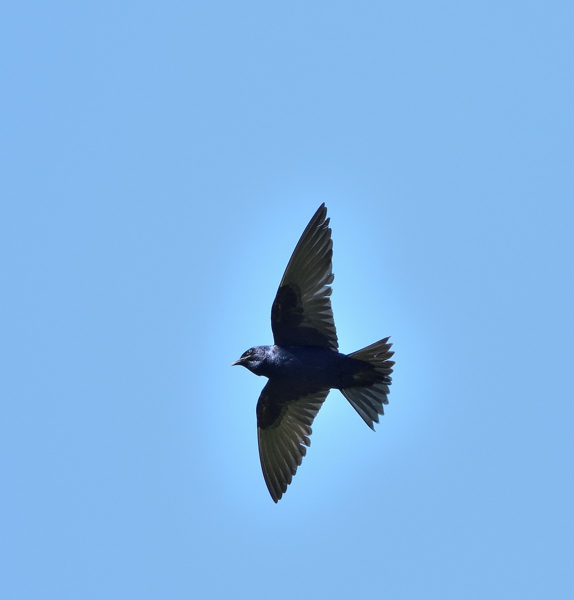 Purple Martin - ML620467832