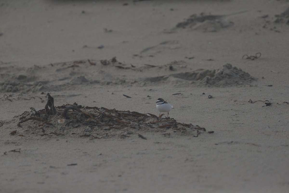 Collared Plover - ML620467835