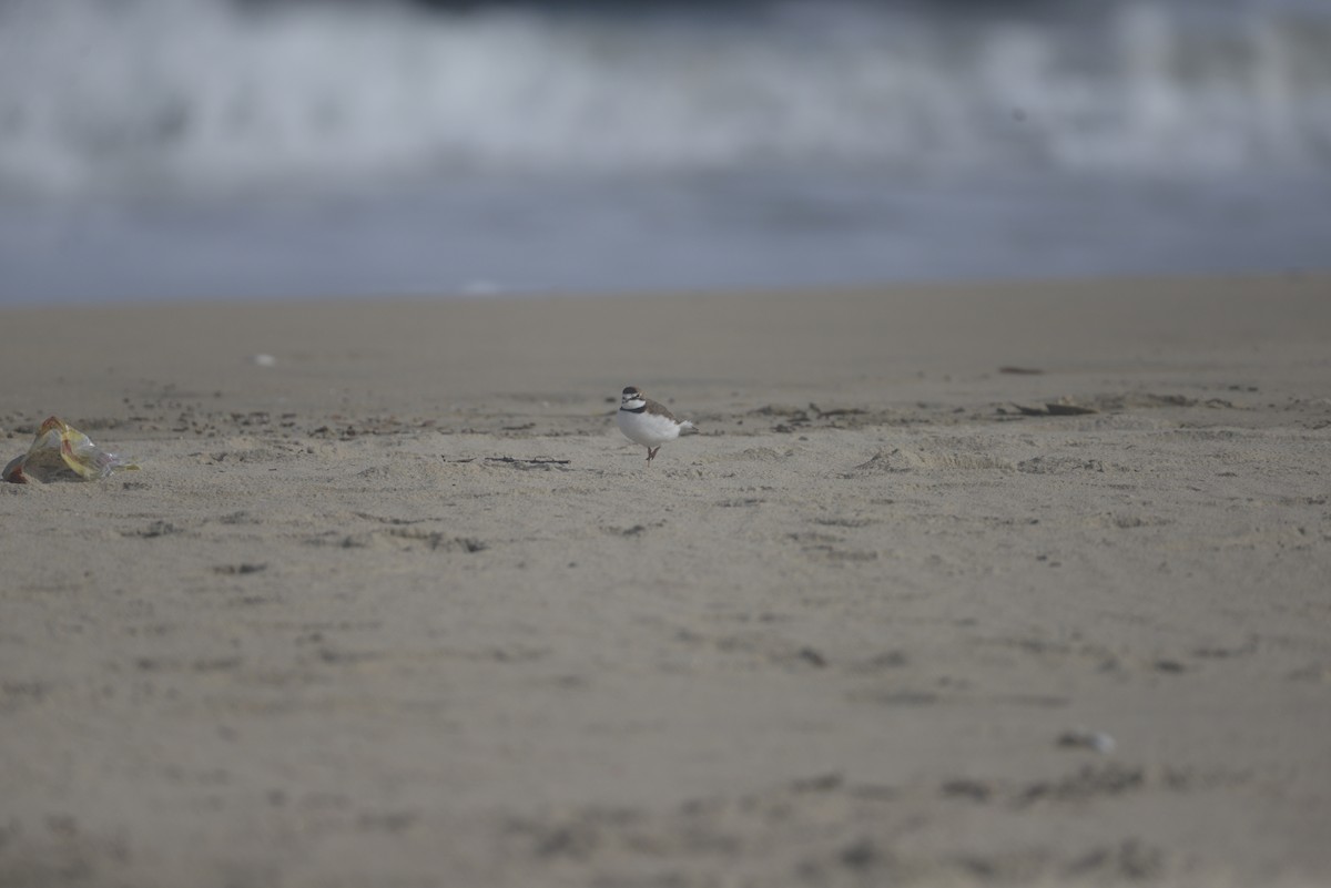 Collared Plover - ML620467840