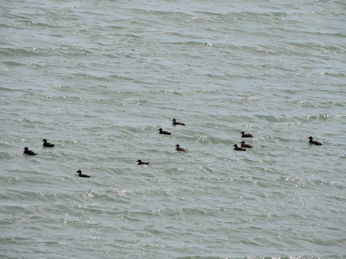 Black Scoter - ML620467841