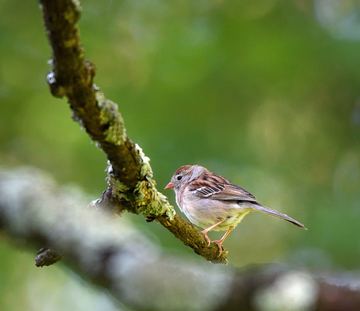 Field Sparrow - ML620467842