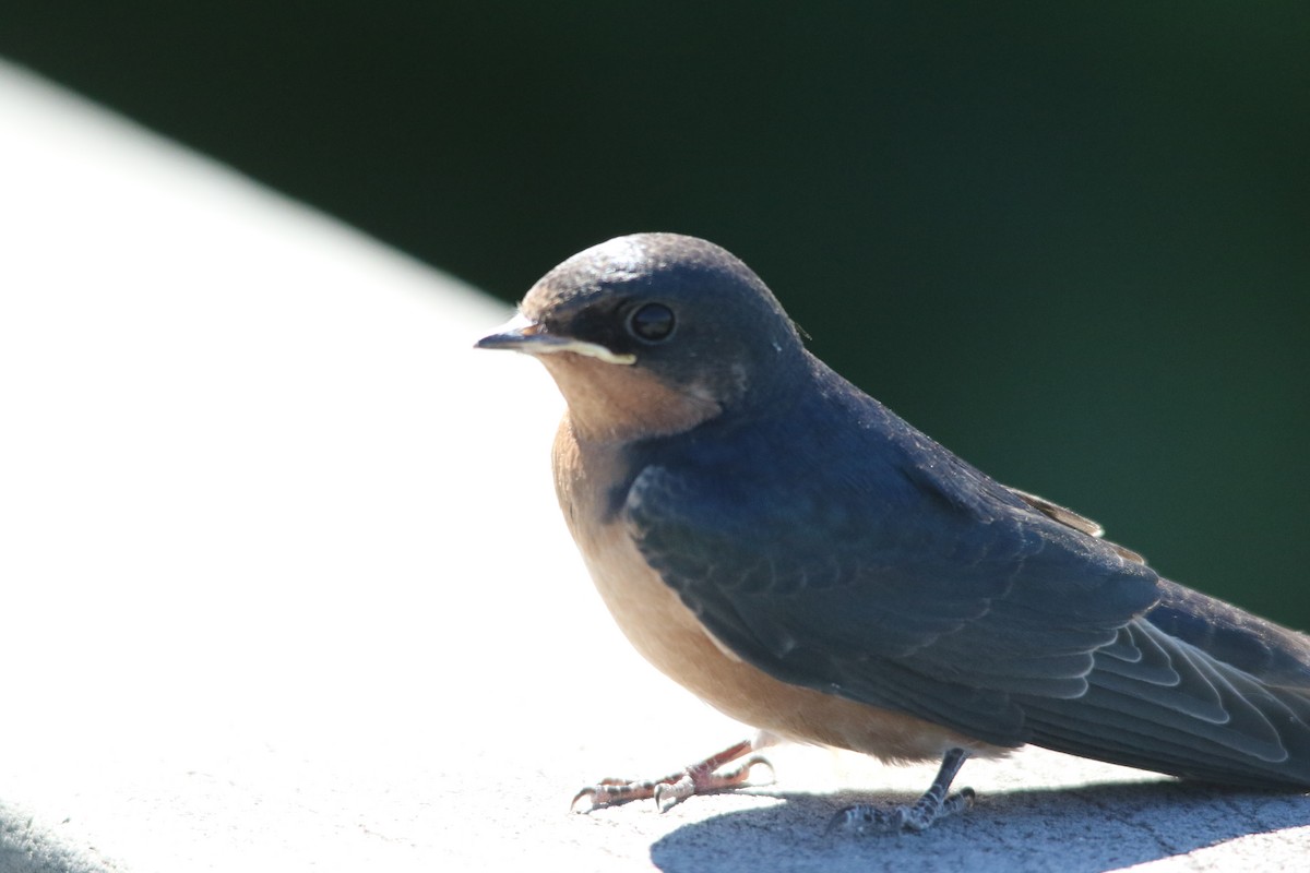 Golondrina Común - ML620467850