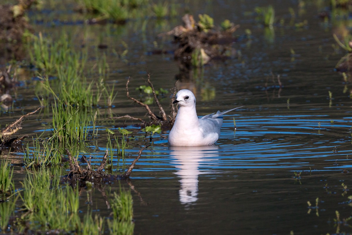 Ross's Gull - ML620467851