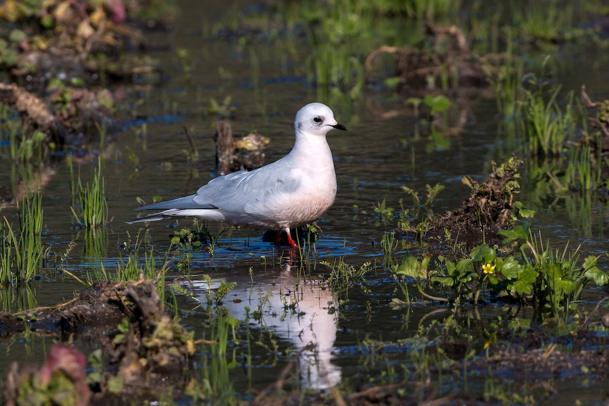 Ross's Gull - ML620467855