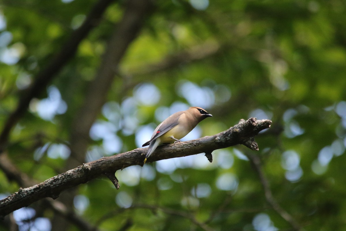 Cedar Waxwing - ML620467859