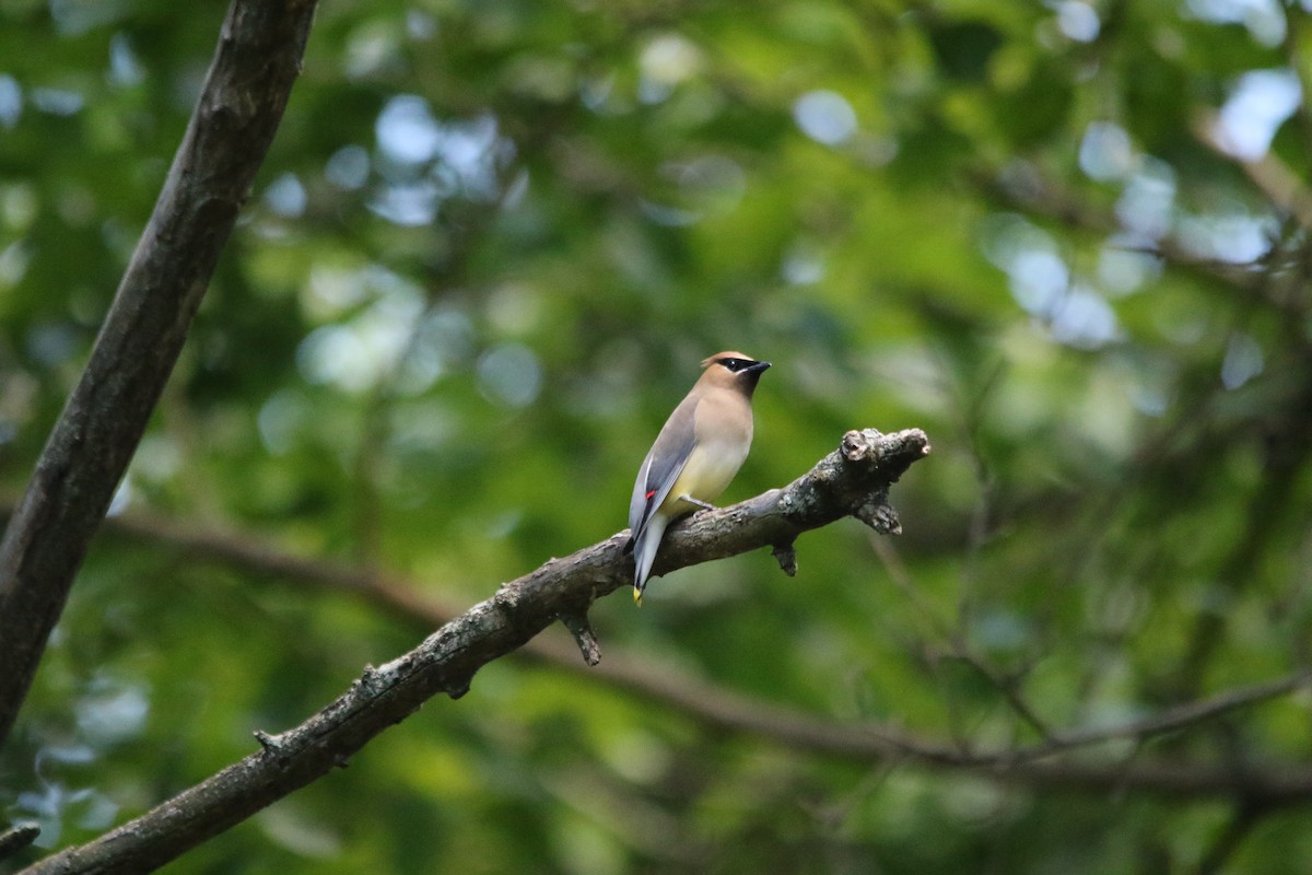 Cedar Waxwing - Andy M