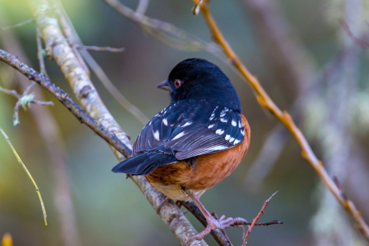 Spotted Towhee - ML620467864