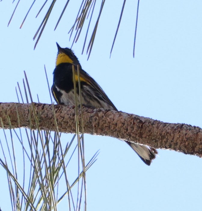 Yellow-rumped Warbler (Audubon's) - ML620467866