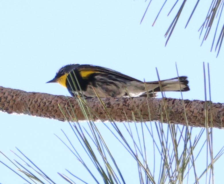 Yellow-rumped Warbler (Audubon's) - ML620467867