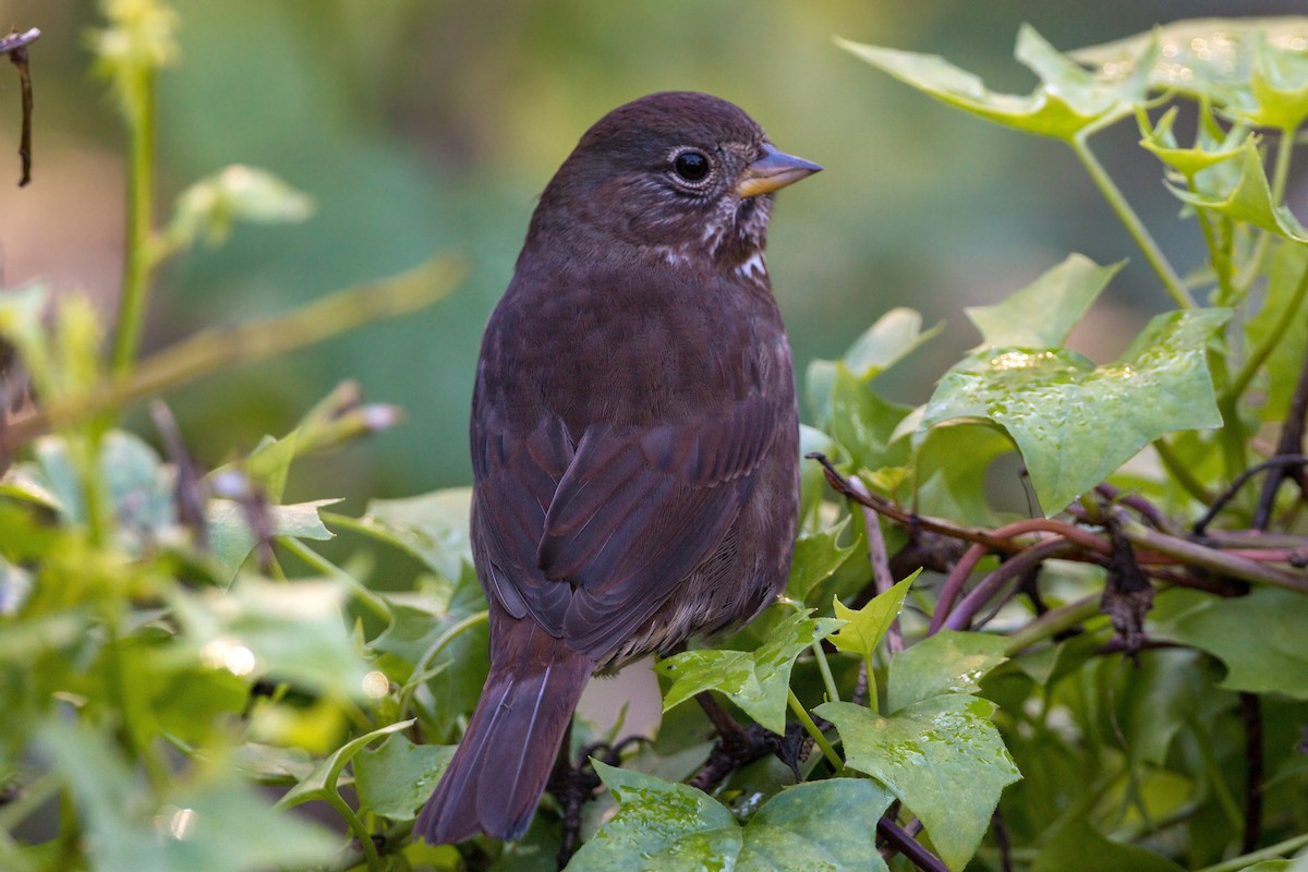 Fox Sparrow - ML620467870