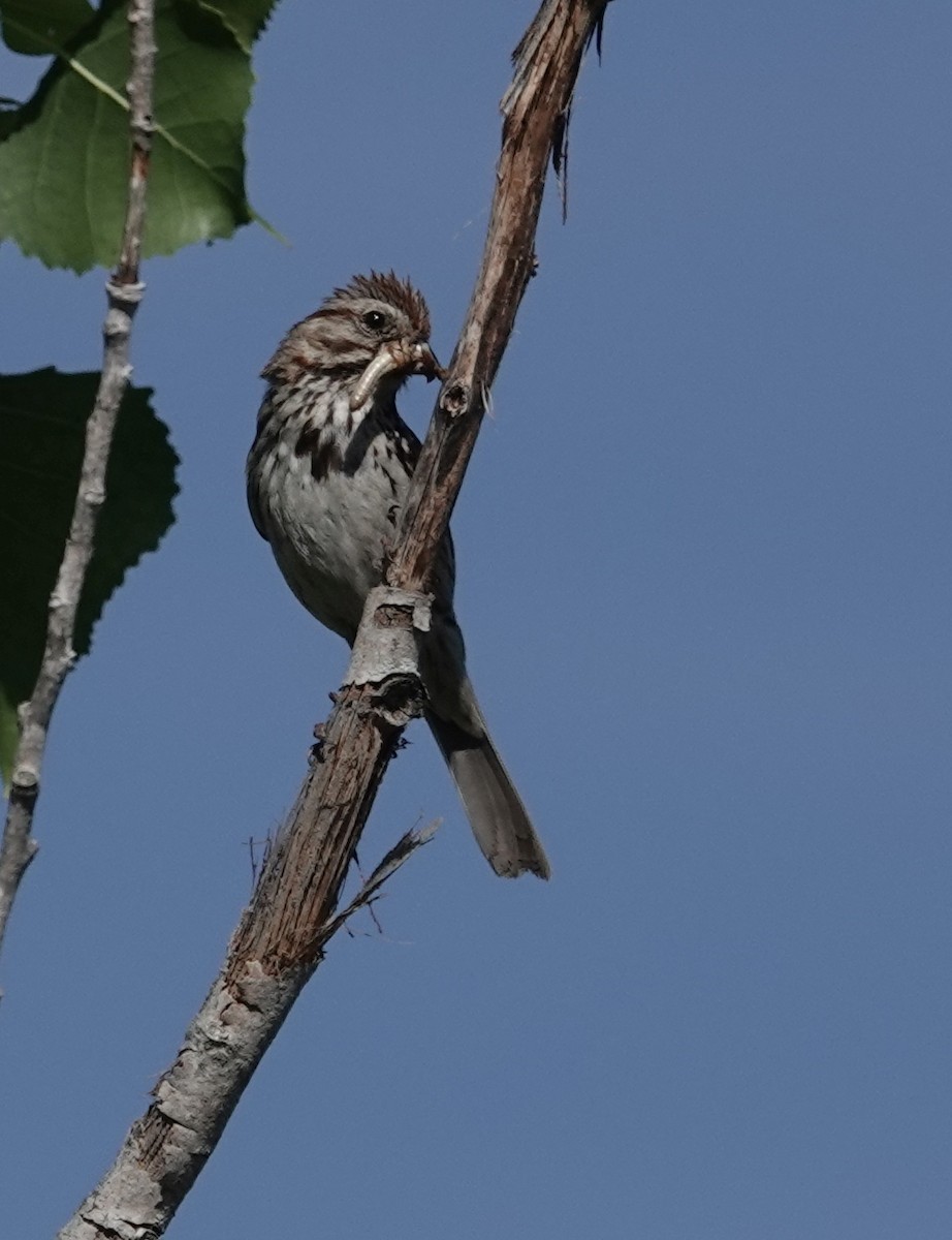 Song Sparrow - ML620467872