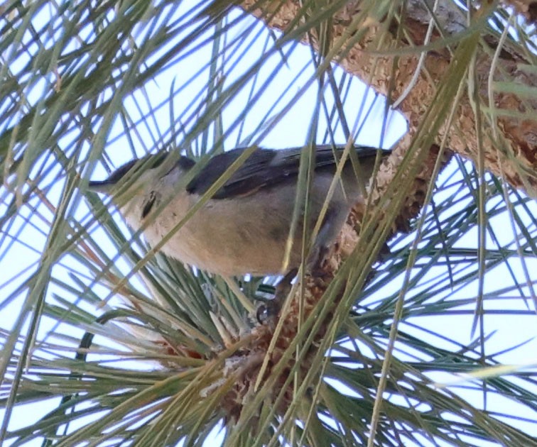 Pygmy Nuthatch - ML620467877